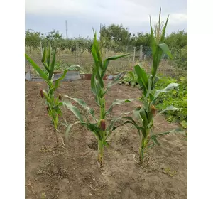 Кукуруза гмо гибрид COBURG Bt 236 , FAO 290